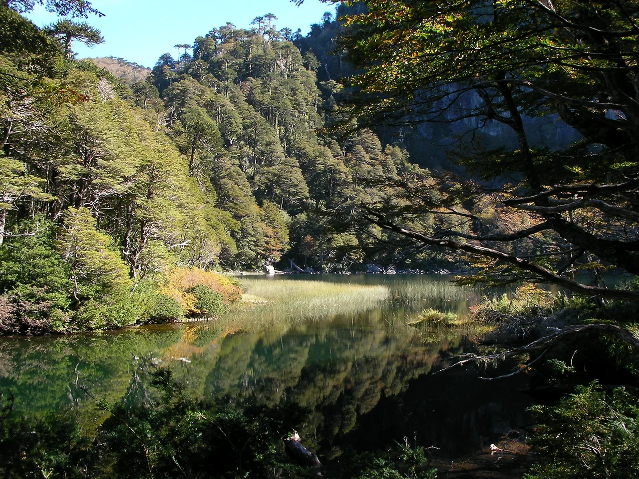 Looking northwest in Huerquehue National Park (Parque Nacional Huerquehue), which is northeast of Pucón, Chile. Camera location is east of Lago (Lake) Caburgua and north of Lago Tinquilco. Elevation 1300 meters.