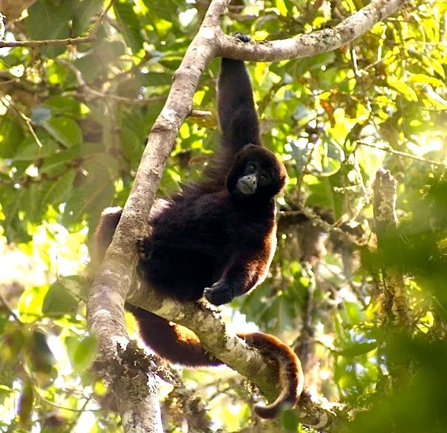 The endangered yellow-tailed woolly monkey (Oreonax flavicauda)
Español: choro de cola amarilla (Oreonax flavicauda)