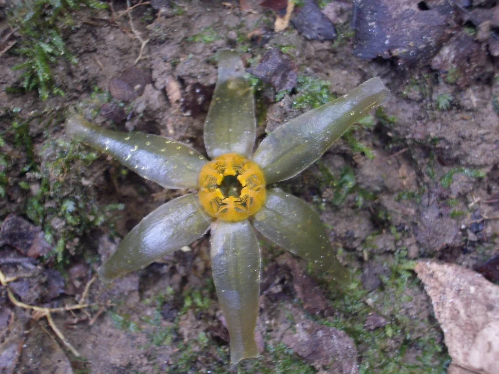 Tiputinia foetida growing on the forest floor at the Tiputini Biodiversity Station, Ecuador (April 2005)