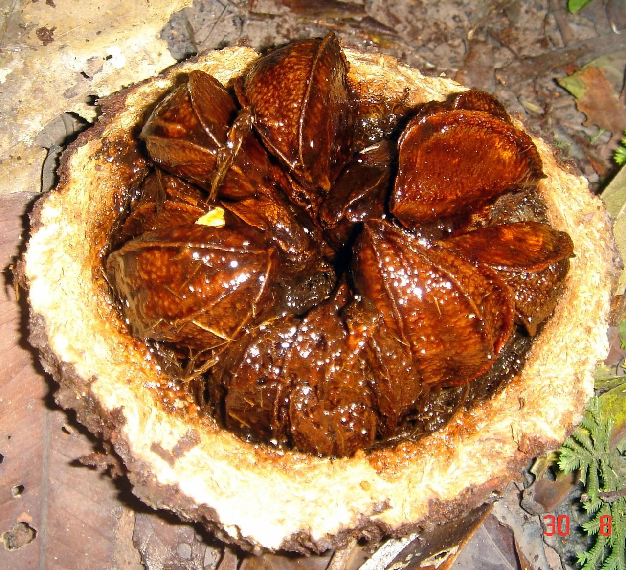 A fresh cut Brazil nut fruit near Jauaperi River, Lower Rio Branco-Rio Jauaperi Extractive Reserve, Brazil