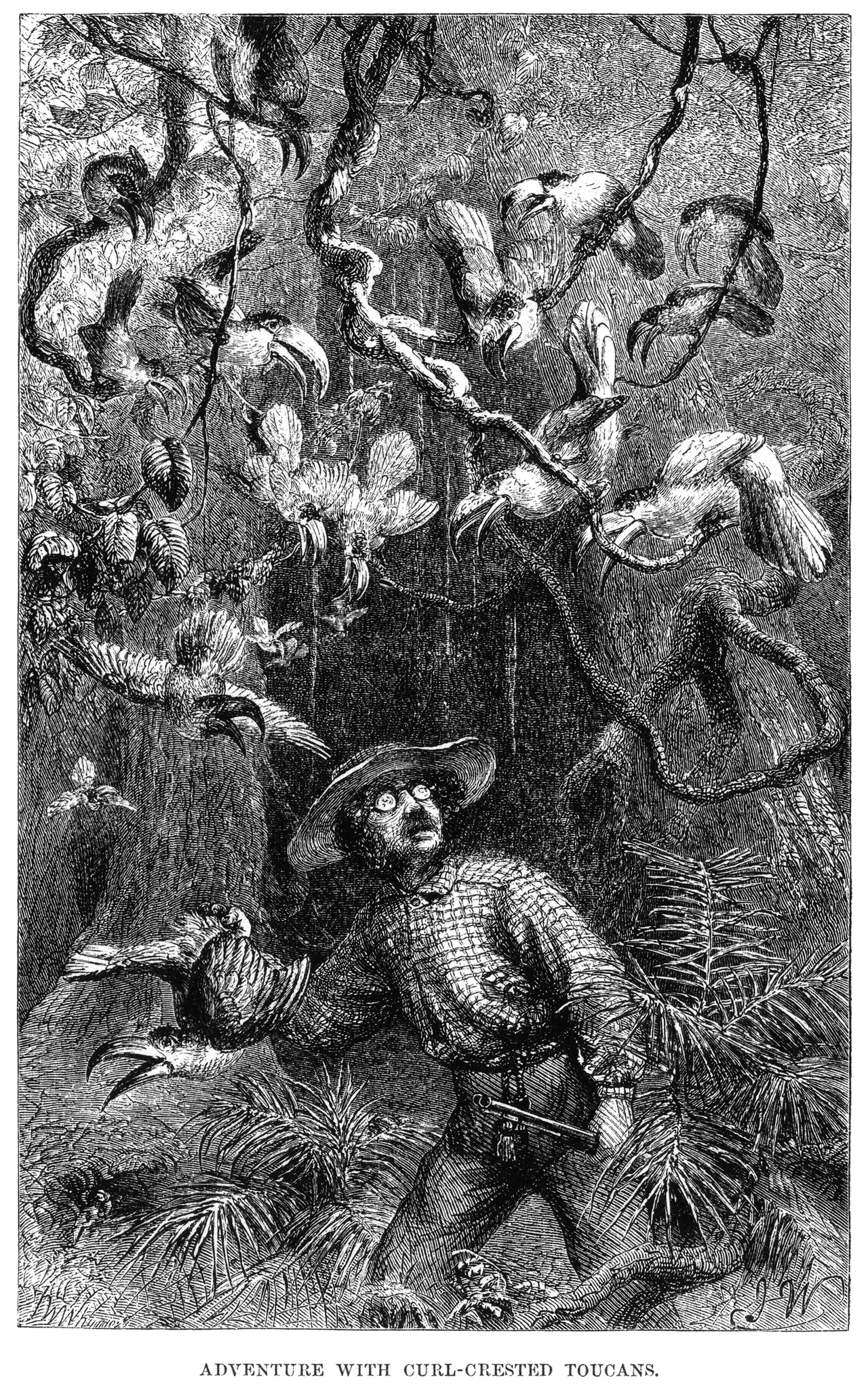 Caption: "ADVENTURE WITH CURL-CRESTED TOUCANS." This image was the frontispiece to volume 1 in the two volume publication. The next image, Image:Naturalist on the River Amazons figure 31.png, shows a toucan in greater detail.