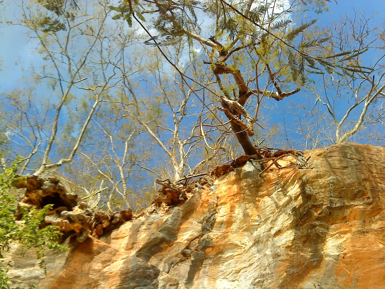 Árvore pendurada no paredão do parque Sumidouro
