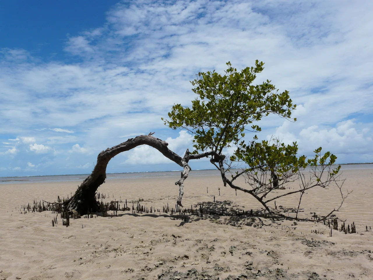 Árbol de mangle en las costas de Boipeba, Bahia. Brasil
