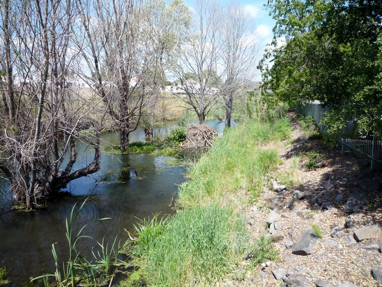 Beaver Lodge on Tulucay Creek at Soscol Avenue in downtown Napa, California May 2014