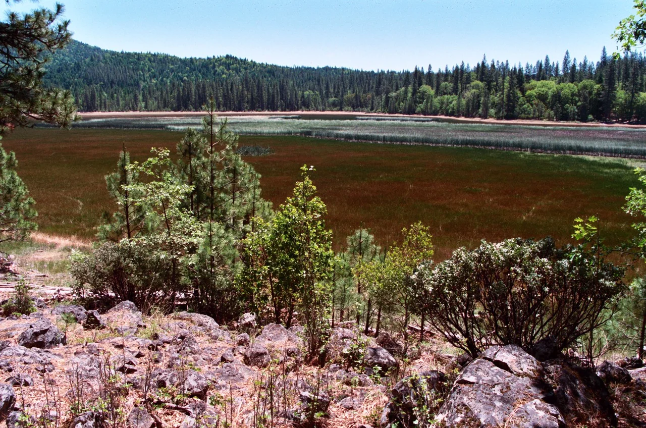 Photo of Boggs Lake vernal pool looking northward