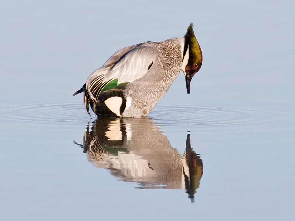 Visitors have come from all over the country to see a rare falcated duck, a "vagrant" from Asia, that arrived at CA's Colusa National Wildlife Refuge in December.