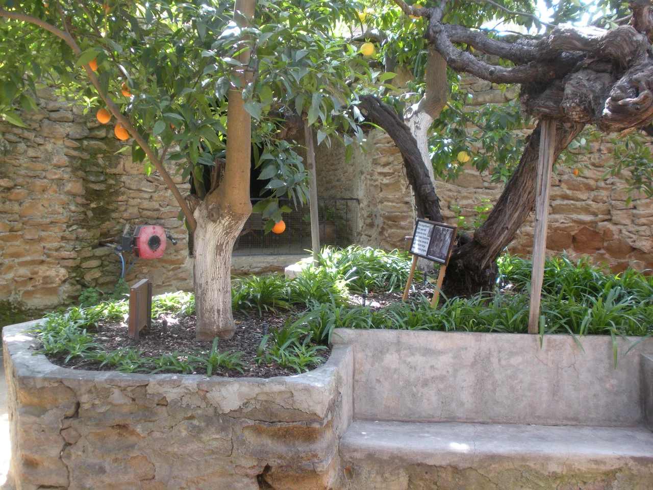 This is a pair of citrus trees at the Forestiere Underground Gardens.
This is an image of a place or building that is listed on the National Register of Historic Places in the United States of America. Its reference number is 77000293 (Wikidata).
