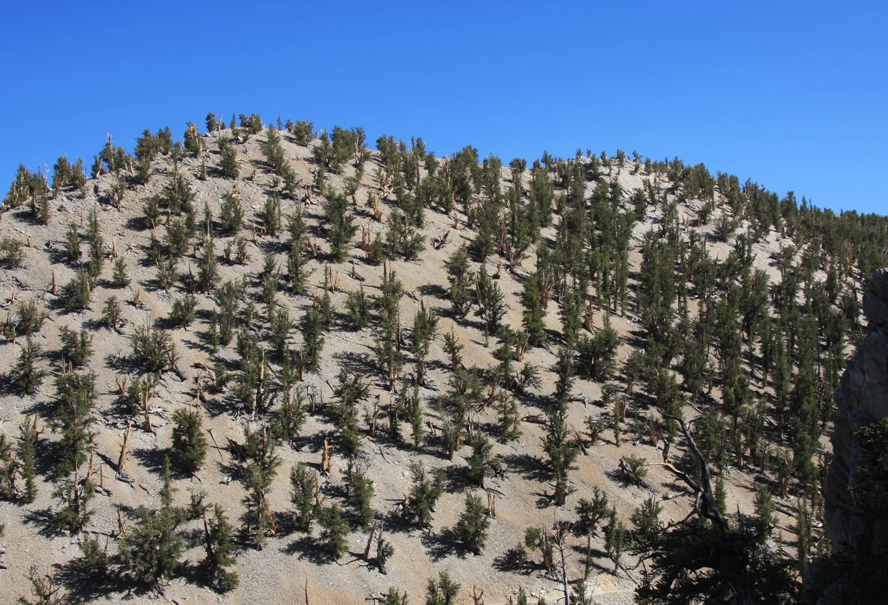 Growth pattern of Great Basin Bristlecone Pine—Pinus longaeva trees, spread sparsely across open hillside underlain with dolomitic rock.
View from Methuselah Trail, Schulman Grove in the Ancient Bristlecone Pine Forest of the Inyo National Forest, in the White Mountains, Inyo County, eastern California.
