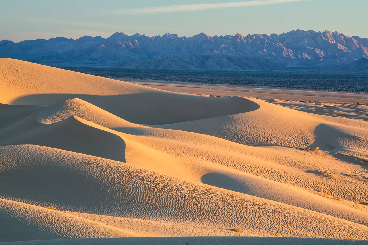 The 19,935 acre Cadiz Dunes Wilderness encompasses a major portion of the Cadiz Dune system and desert shrub lowlands just east of the dunes. These small dunes were formed by north winds pushing sands off the Cadiz Dry Lake. The pristine nature of the dunes and the beautiful spring display of unique dune plants have made the area a favorite for photographers. Wildlife tracks provide evidence of including coyote, black-tailed jackrabbits, kangaroo rats, quail and roadrunners, rattlesnakes, and several species of lizards.
Photo by Bob Wick, BLM
