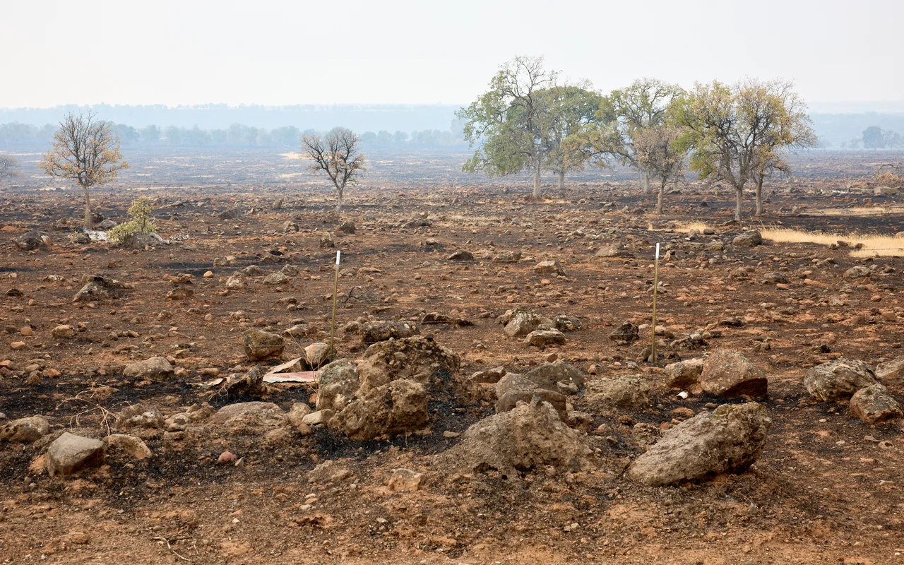 Burned area along Highway 36 caused by the Park Fire east of Paynes Creek in Tehama County, on the morning of August 3, 2024