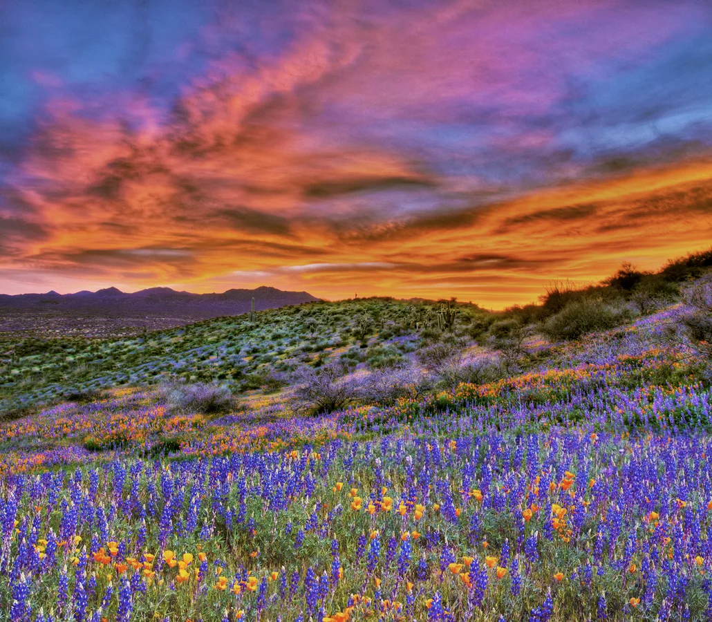 Sunset and spring wildflowers — on the San Carlos Apache Indian Reservation, near Peridot, in Gila County, Arizona.
29 March 2010.