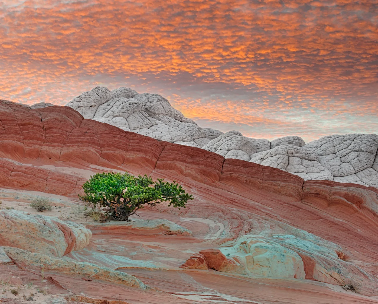 White Pocket, Vermilion Cliffs NM, AZ
There's not a lot of vegetation out there. Almost everybody gets a shot of this pretty yet rugged little tree.
