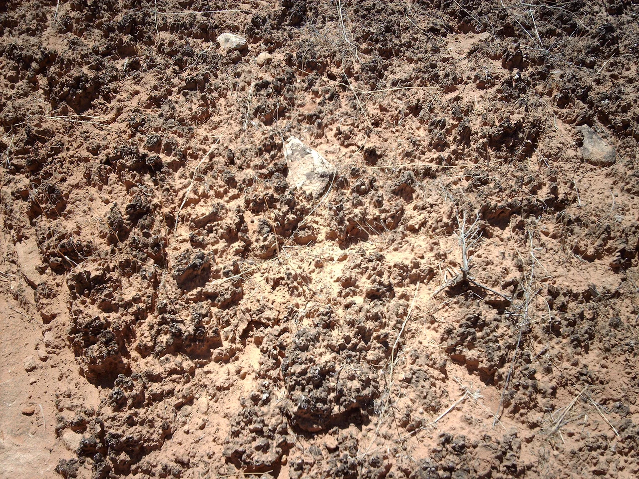 Cryptobiotic soil.  Taken by me in Hovenweep National Monument.