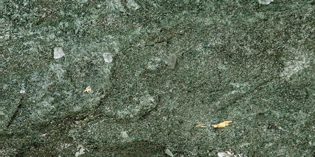 Auriferous greenschist (field of view ~3.0 cm across) from the Homestake Mine, town of Lead, northern Black Hills, western South Dakota, USA. Some small blebs of native gold (Au) are visible.
The largest gold mine in the Americas was the long-lived Homestake Mine in the town of Lead (pronounced “Leed”), South Dakota, USA. Located in the Lead Window of the northern Black Hills Uplift in western South Dakota, the Homestake Mine produced about 40 million ounces of gold. The gold at Homestake is almost exclusively confined to the Homestake Formation, a Paleoproterozoic (~1.9-2.0 billion years) sedimentary unit that originally consisted of interbedded Mg-rich siderite iron formation and marlstones.
The Homestake Formation has been strongly deformed & multiply metamorphosed, and many of the original rocks were converted to greenschists (cummingtonite schists). The gold has been interpreted as having been originally deposited with the iron formation sediments by seafloor volcanogenic exahalative processes. Slight metamorphic gold mobilization and tight structural folding has resulted in the formation of auriferous greenschist pods along fold axes.