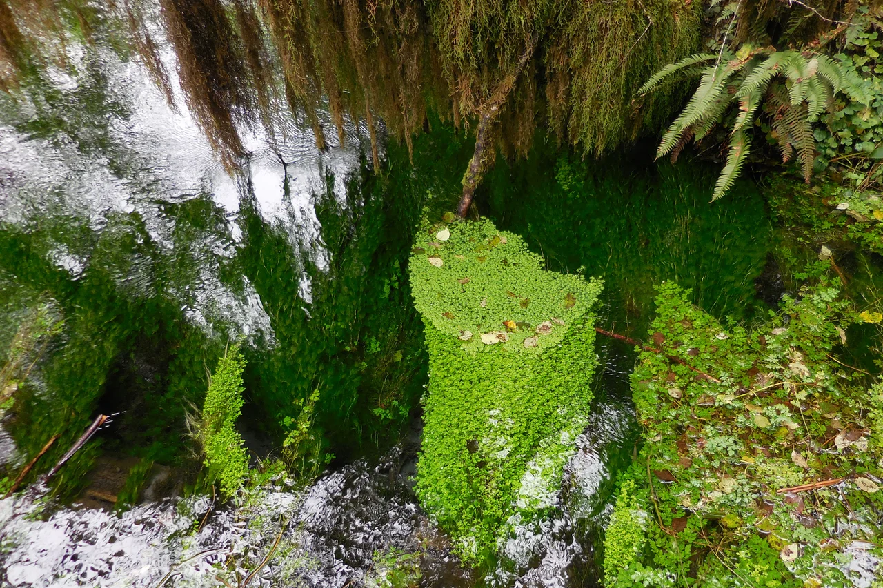The Hoh river in spring.