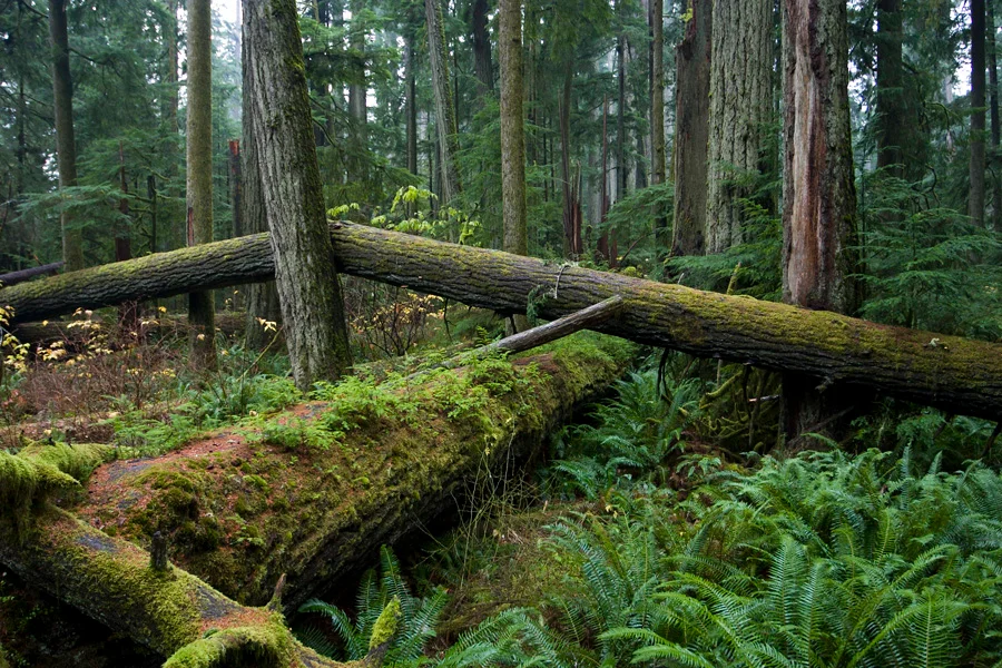 Cathedral Grove, MacMillan Provincial Park, Vancouver Isl. near Port Alberni