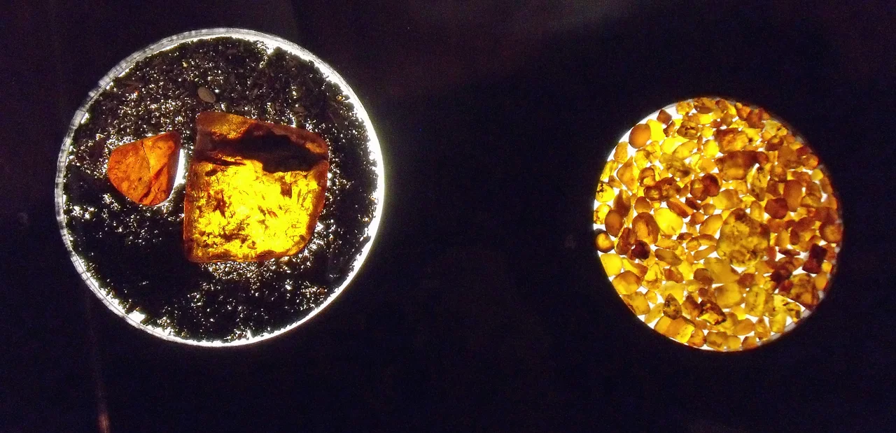 Cedar Lake amber on display at the Manitoba Museum, Winnipeg, Canada.
Largest piece is 2 inches! or 5 cm across in with the woody debris when / where typically found. The lot on the right are larger than average. Perhaps one in ten specimens contain insects. Geotagging shows my guess as to the original beach site, submerged for decades by a dam, with some amber now said to be resurfacing.
