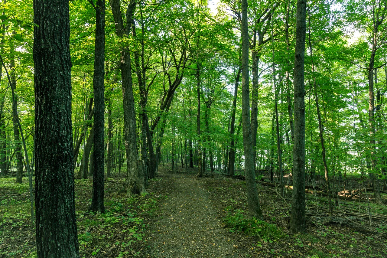 A trail in Father Hennepin State Park on Mille Lacs Lake near Isle, Minnesota.