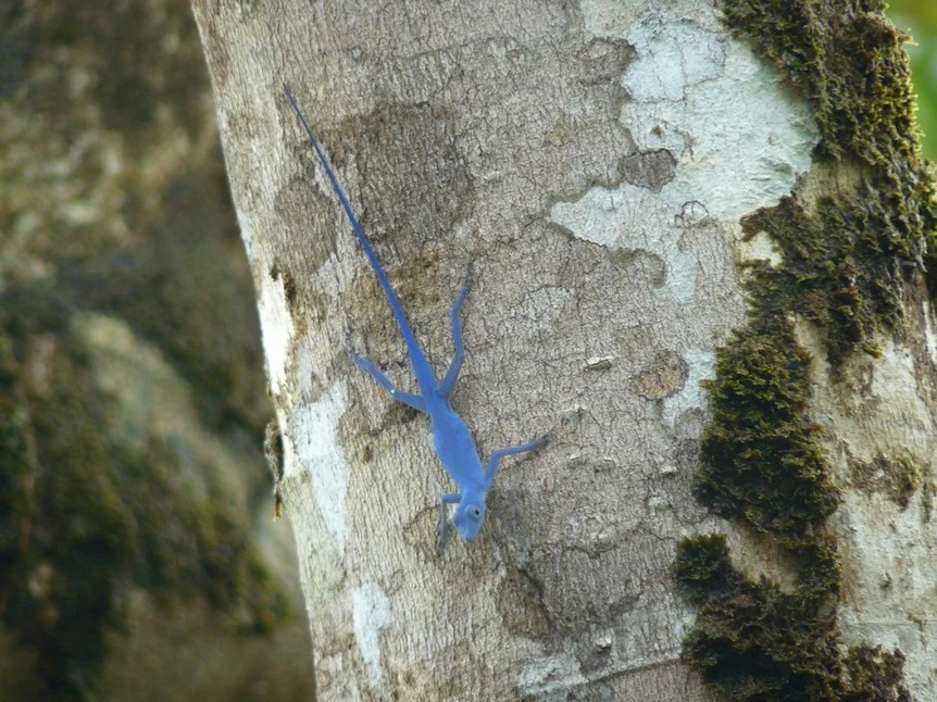 Blue Anole on Isla Gorgona, Colombia. Endemic to the island.