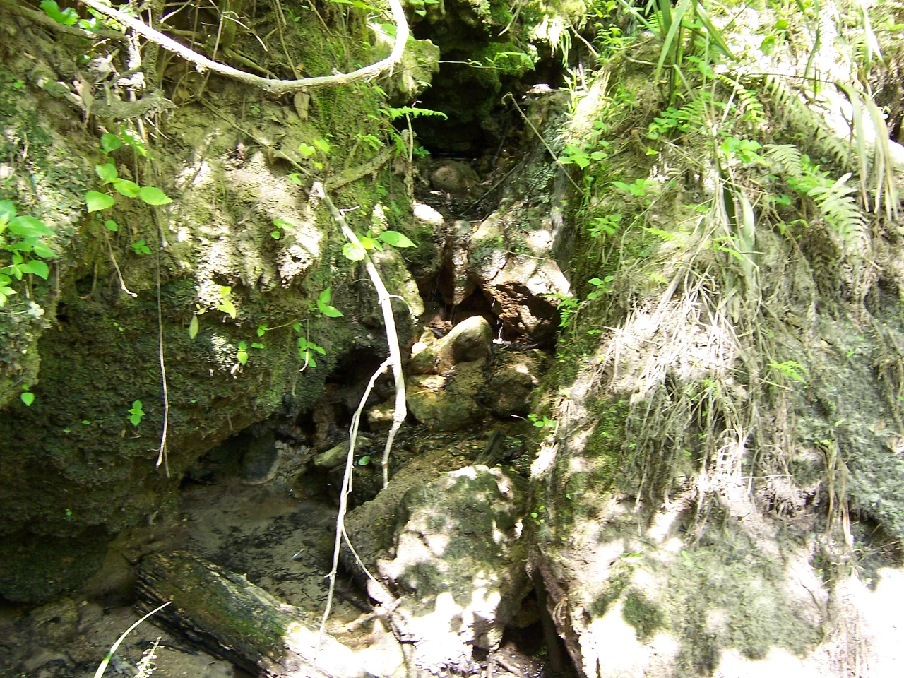 Rock formation with tiny waterfall at Devil's Millhopper Geological State Park