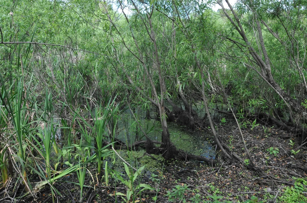 THIS IS A PEAT BOG ACCIDENTALLY DISCOVERED IN 1982 WHICH PRESERVED THE BURIALS OF NATIVE AMERICANS 7,000 TO 8,000 YEARS AGO. IT IS LOCATED IN DENSE WOODS AND HARD TO FIND BUT LOCALS WHO ARE PROUD OF THE SITE WILL HELP YOU FIND IT.