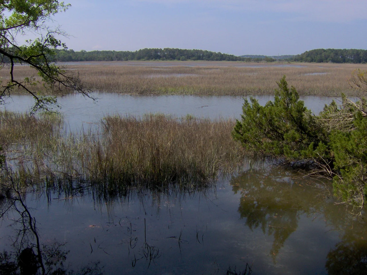 Jones Marsh, viewed from the Wormsloe Historic Site near Savannah, Georgia, in the southeastern United States. Long Island spans most of the horizon, although part of Skidaway Island is visible through a break in the treeline in the top-right. In colonial times, the Skidaway River flowed through this channel (it now flows between Long Island and Skidaway Island), placing Wormsloe in a strategic position along Georgia's intracoastal waterway.