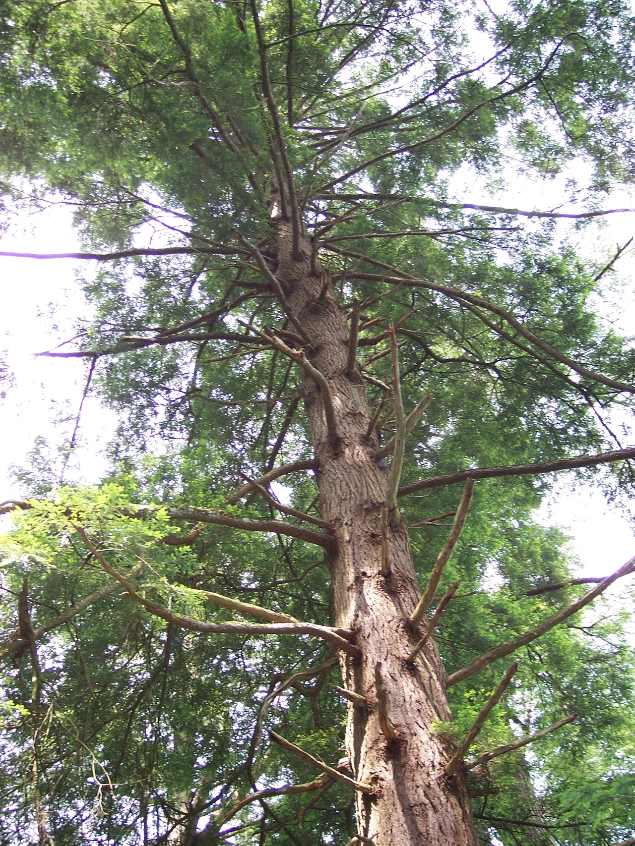 Tsuga canadensis w:Eastern Hemlock in w:Cathedral State Park in w:Aurora in w:Preston County, West Virginia