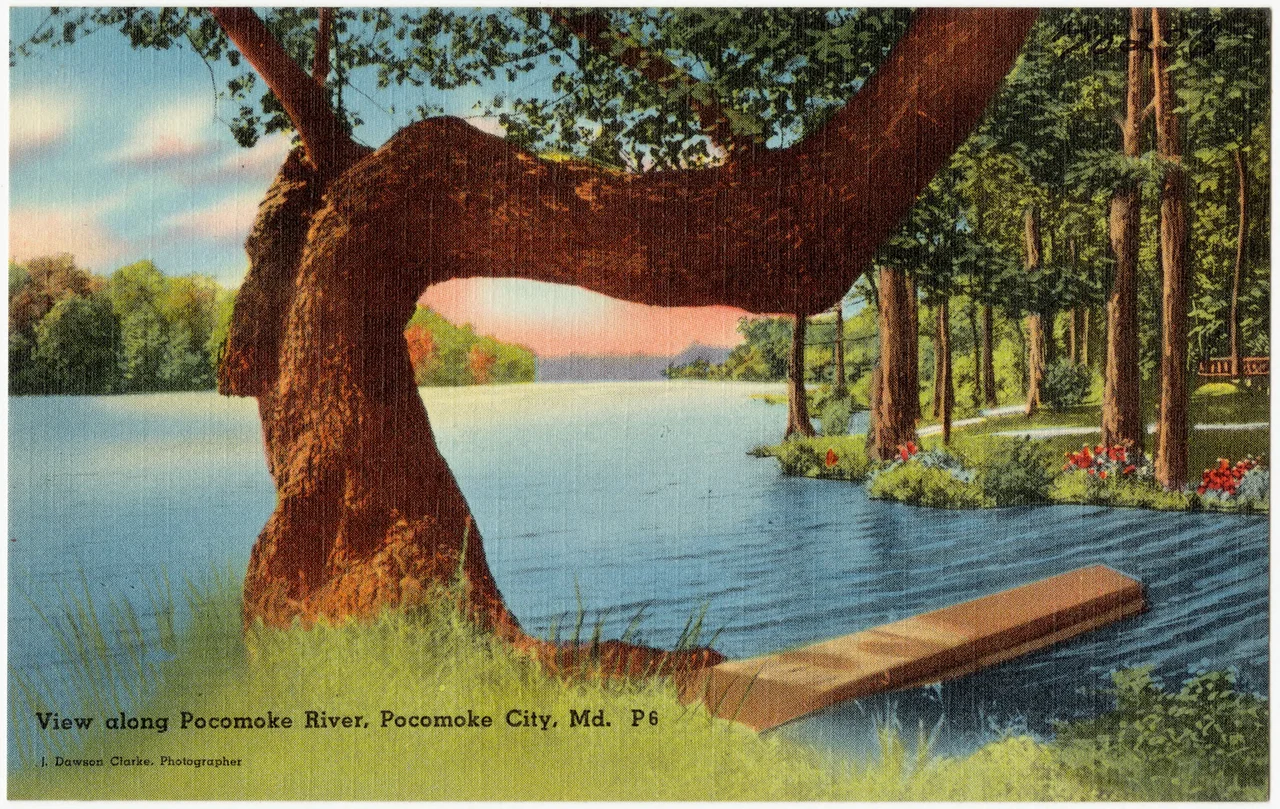 Title: View along Pocomoke River, Pocomoke City, Md.
Subjects: Rivers
Places: Maryland > Worcester (county) > Pocomoke City
Notes: Title from item.
Extent: 1 print (postcard) : linen texture, color ; 3 1/2 x 5 1/2 in.
Accession #: 06_10_014547