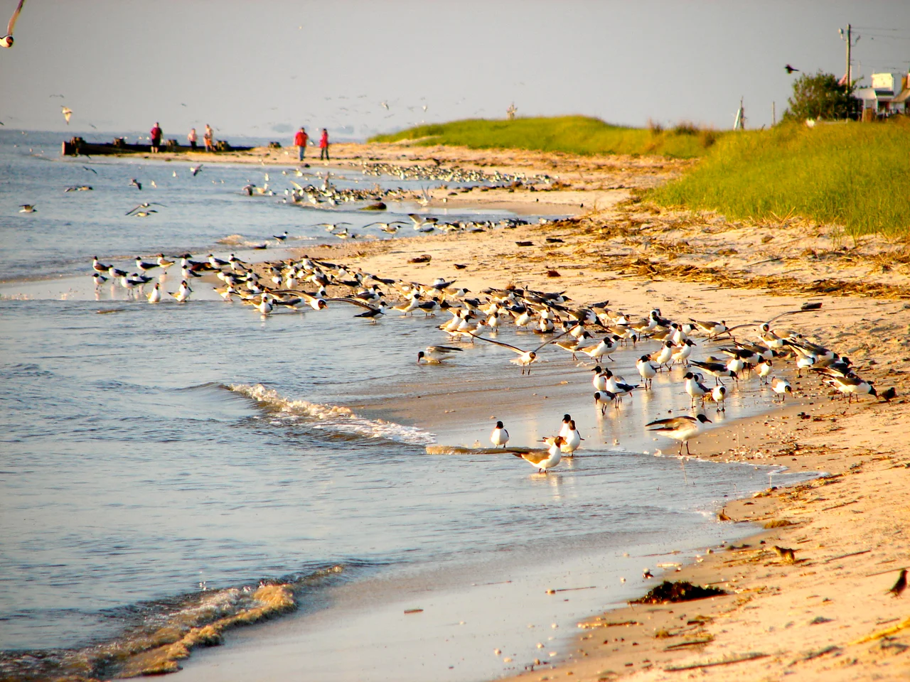 Delaware Bay shoreline at Villas, on Cape May showing sand, dunes, and Laughing Gulls. This is about 5 miles from Cape May Point, so is almost on the Atlantic Ocean, but the shores are quite different