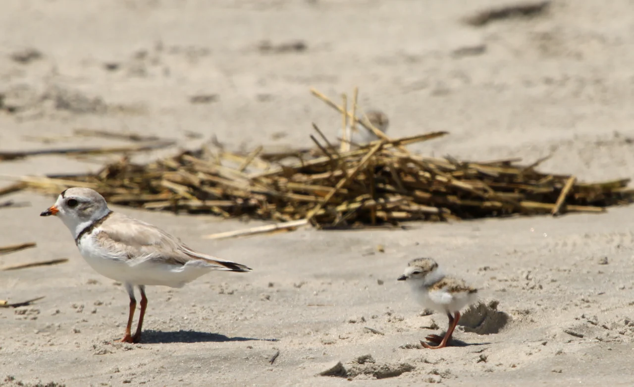 A Piping Plover parent with chick in Cape May, New Jersey, USA.