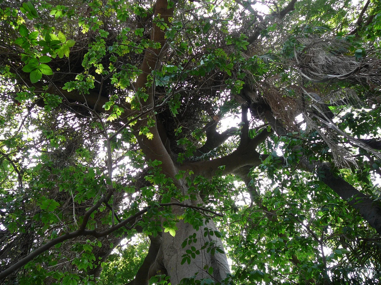 red-flowered silk cotton tree