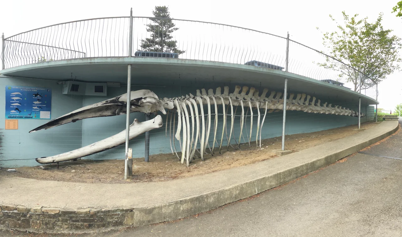 The skeleton of the 18-metre fin whale stranded in Courtmacsherry Bay, County Cork, Ireland in 2009. It is displayed in the nearby village of Kilbrittain.