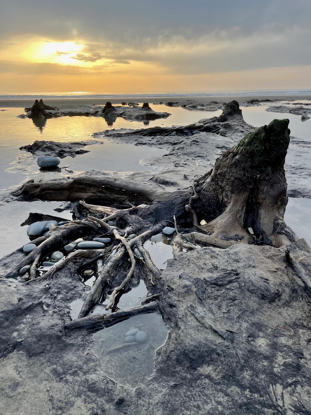 A picture of the ancient sunken forest at Borth Beach at low tide. The forest lay beneath the sand for thousands of years until a storm exposed them back in 2014. The trees are thought to have been submerged around 4500 years ago, and the local peat has preserved them.
This forest has for years been associated with myths about a Welsh Atlantis, Cantre’r Gwaelod (The Sunken Hundred) written about in 13th century literature.