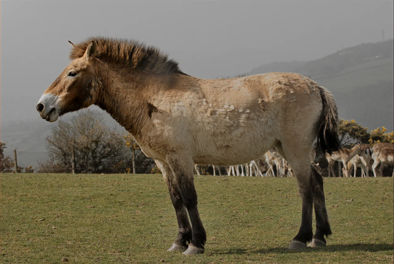 North Wales. Colwyn Bay Mountain Zoo. In the beginning there was the Przewalski Wild Horse and from this came the modern horse as we know it. The Przewalski is extinct in the wild being preserved only by zoo programmes. As an experiment, three have been put to roam parts of Snowdonia since they crop less closely than sheep and so give the trees that once were so abundant in the Snowdonia landscape (and now are almost a rarity) a chance to grow.