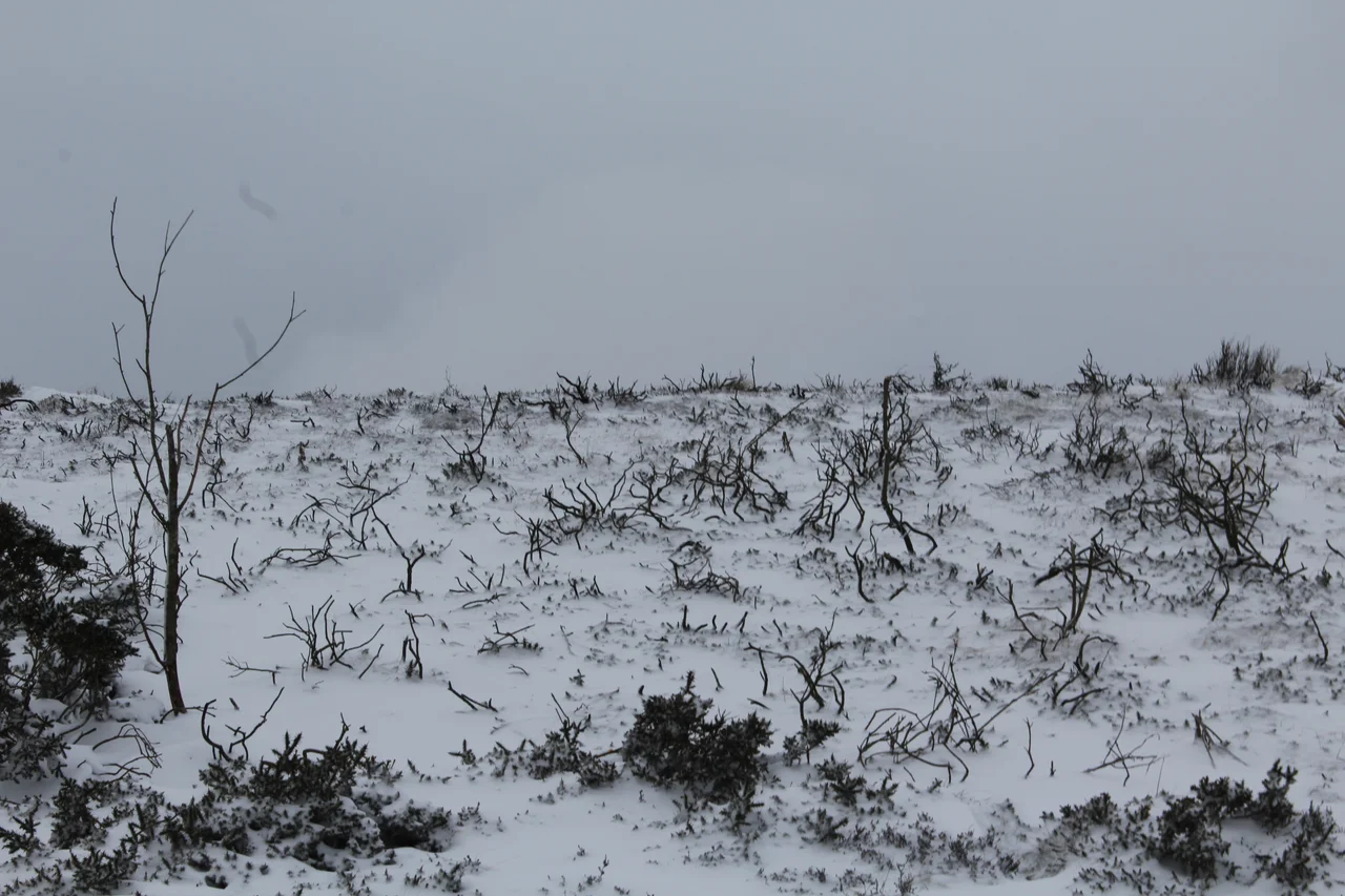 Scrubland under snow, Horseshoe pass. Area possibly damaged by wildfire