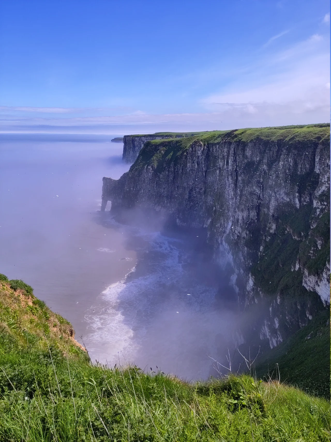 A view of Staple Newk stack at RSPB Bempton Cliffs, Yorkshire, UK, viewed from the New Roll Up viewing platform on a misty May morning.