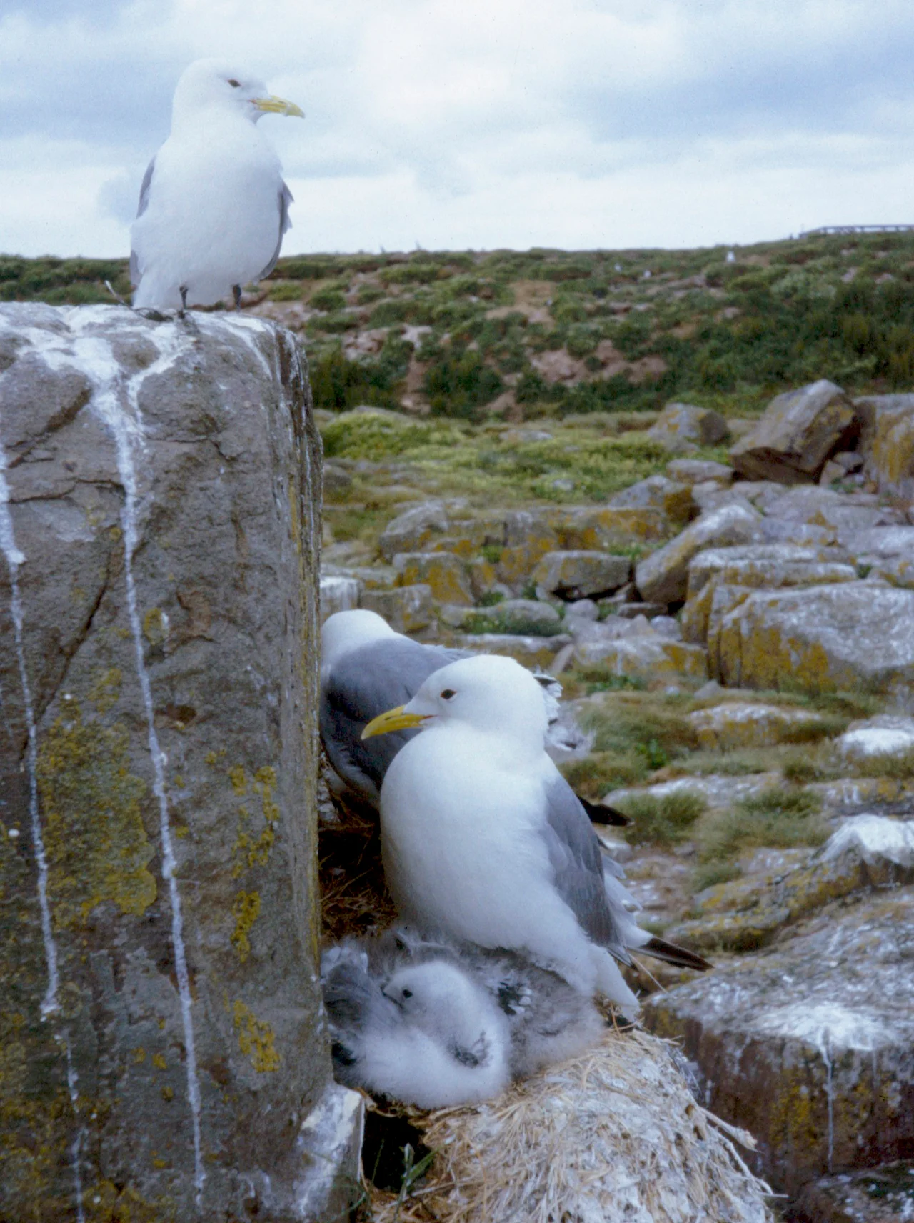 Kittiwake Rissa tridactyla at nest on Staple Island, Farne Islands, Northumberland.