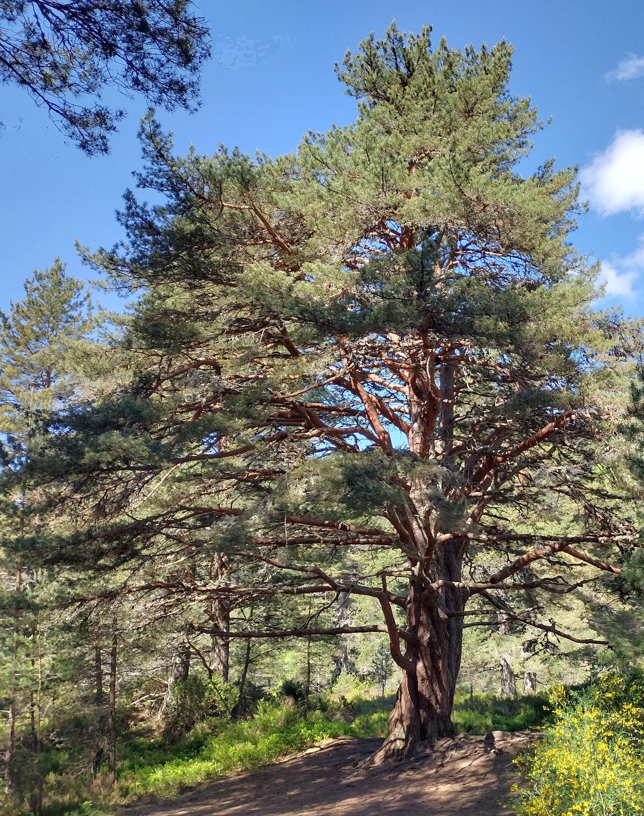 A scots pine (Pinus sylvestris) in the Glenmore Forest Park