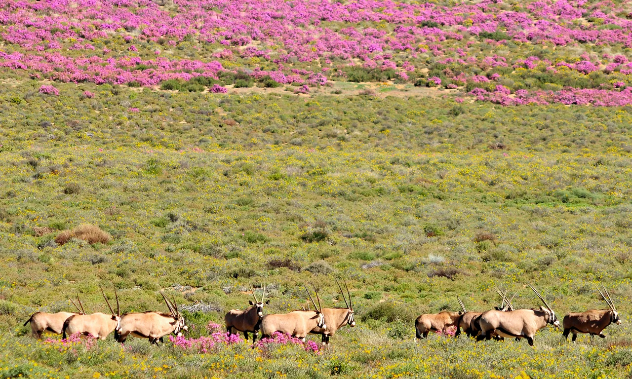 Group of South African oryx [gemsbok] at Goegap Nature Reserve. Springbok, Northern Cape, South Africa