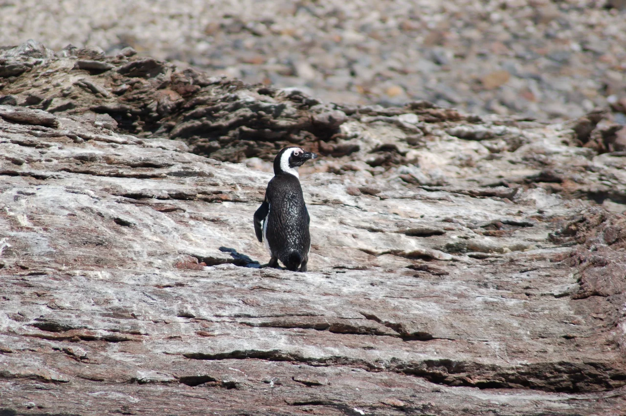 Jackass Penguins, Lüderitz Namibia