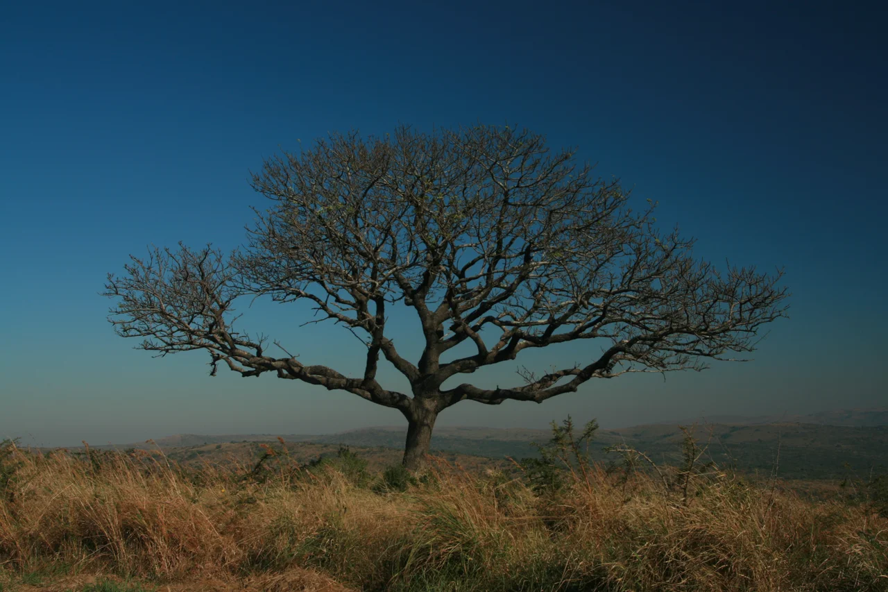 invierno en Hluhluwe
