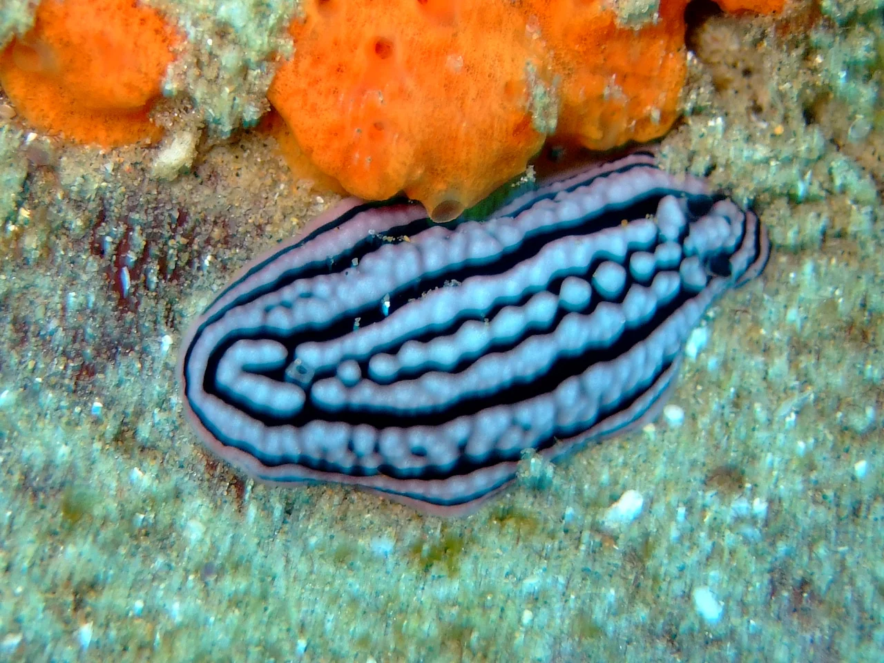 Phyllidiella zeylanica photographed at Sodwana Bay, South Africa.