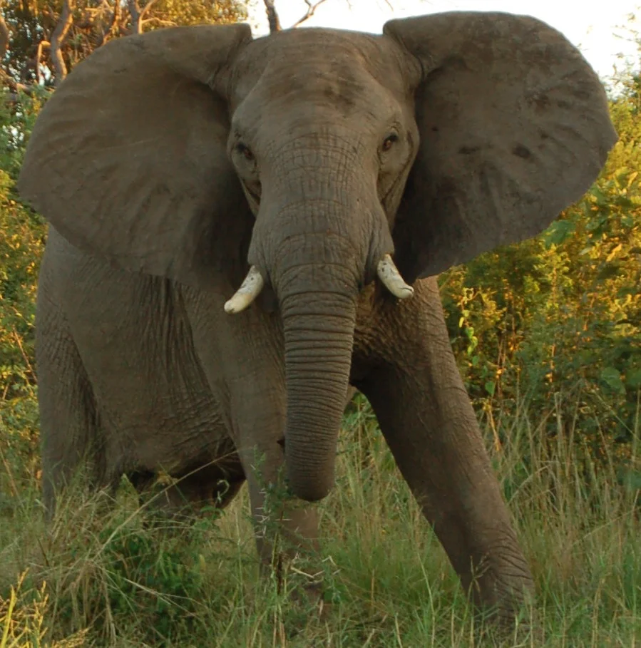 Lower Zambezi, Zambia