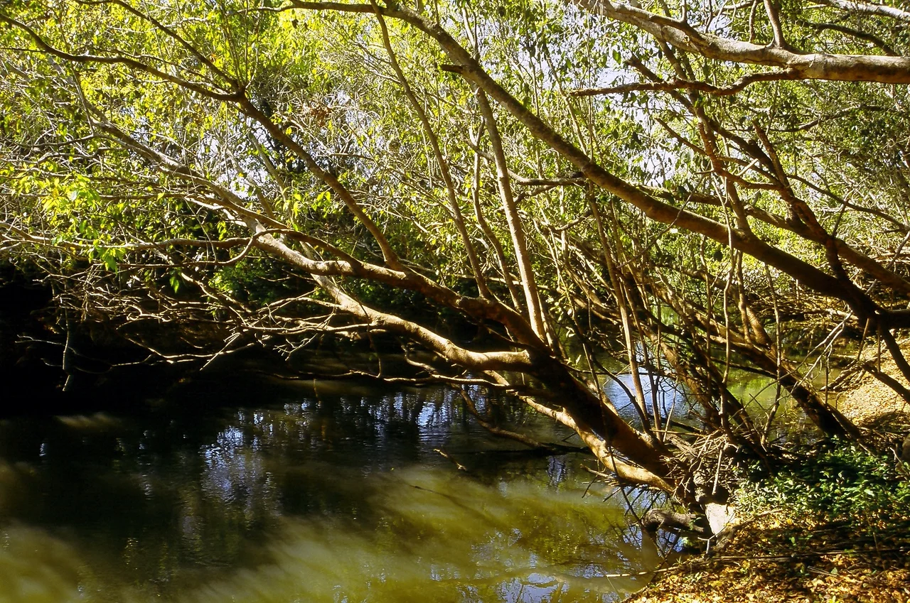 A view of the Wasa River in Kasanka National Park, Zambia