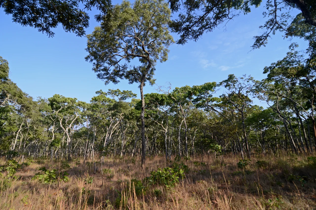Nkhotakota Game Reserve, Malawi
