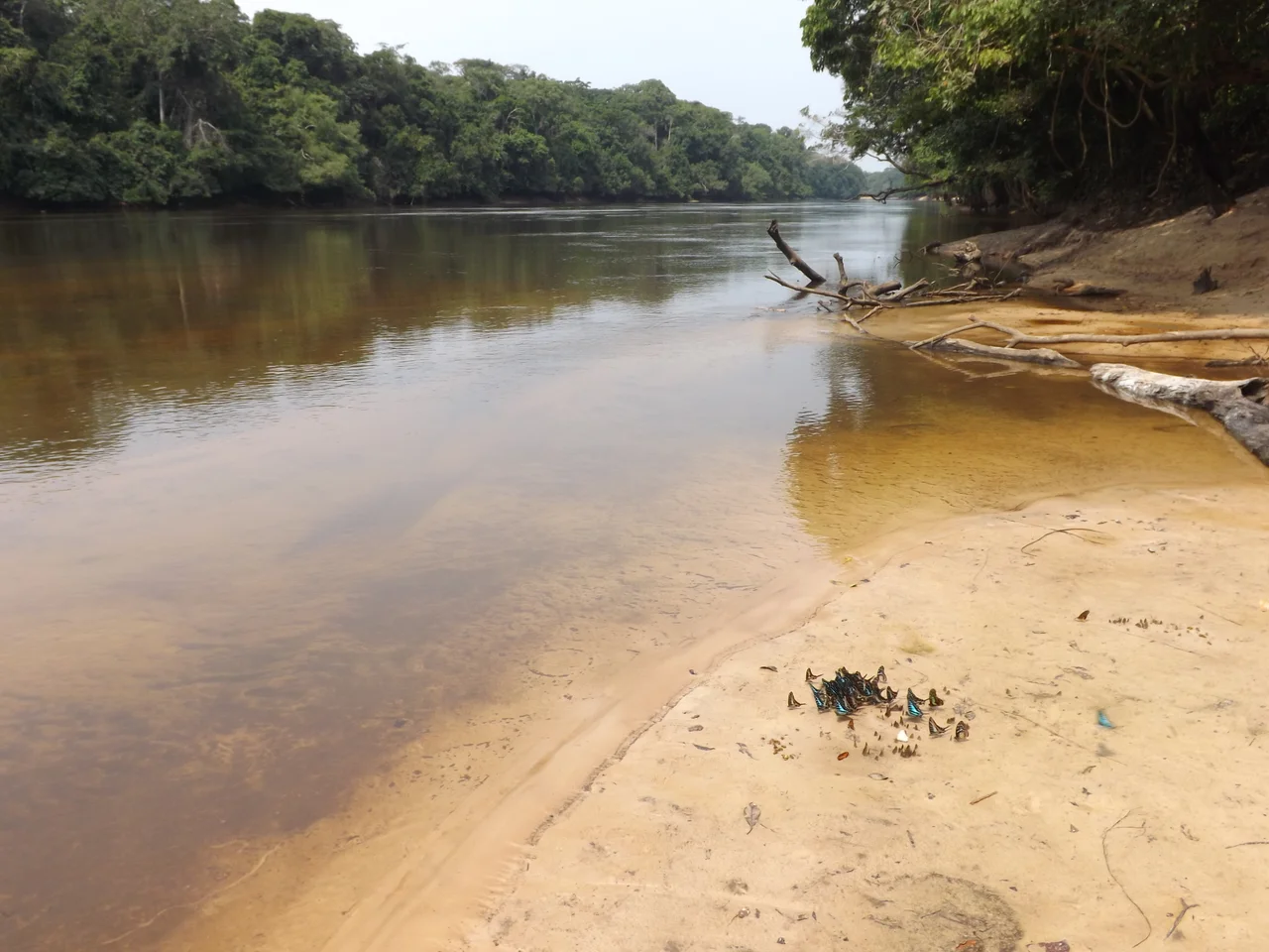 The bank of the Lomami River at Katopa Camp, Democratic Republic of the Congo, with swallowtails and other butterflies on the sand.