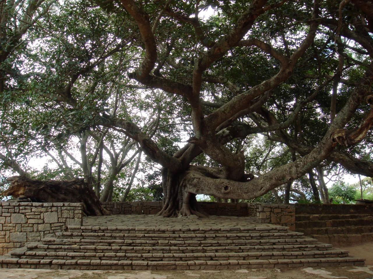 The Amotana, one of the three sacred trees. Ambohimanga, Madagascar