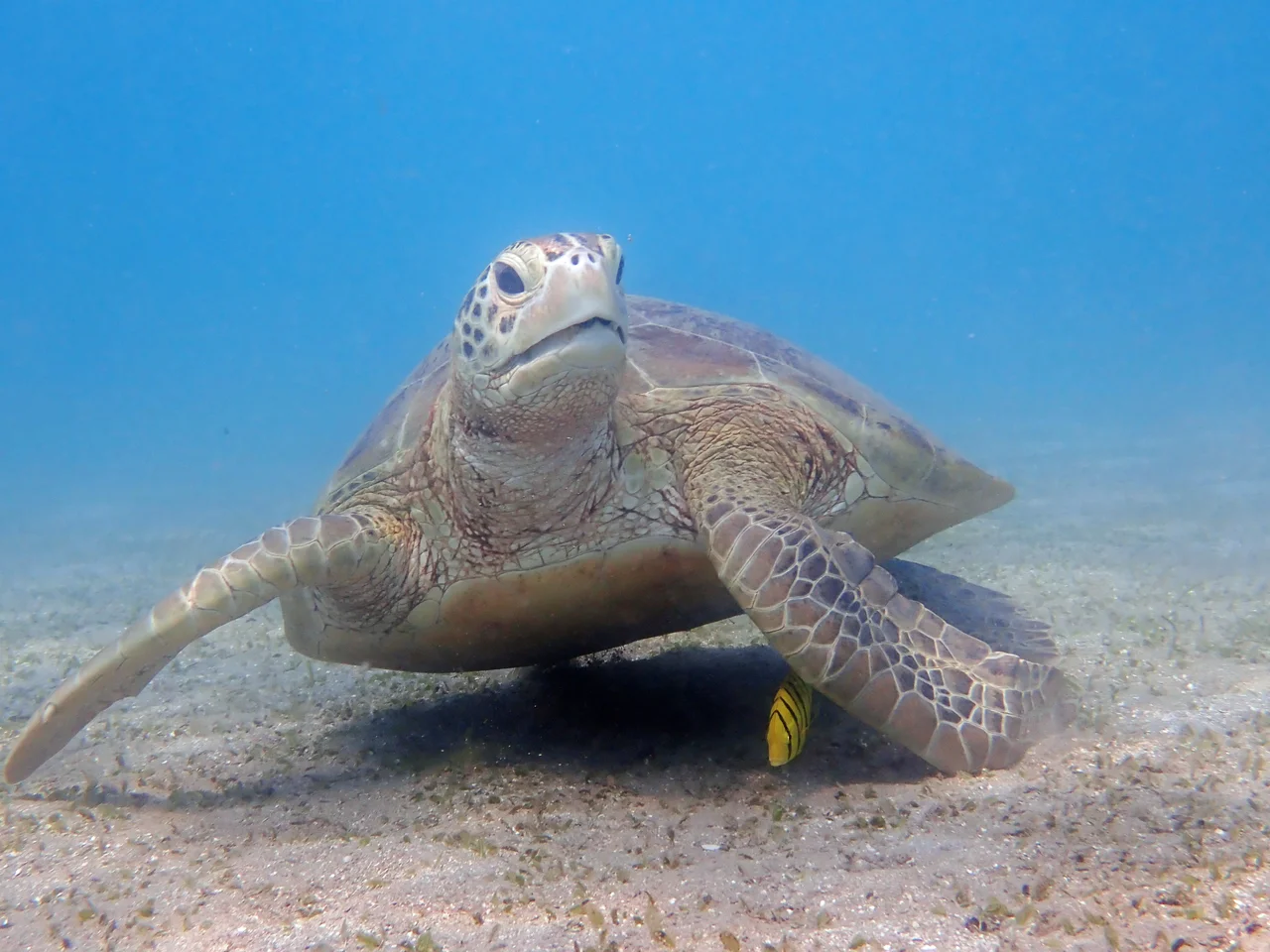 Une tortue verte (Chelonia mydas) en compagnie d'un poisson-pilote (Gnathanodon speciosus) dans la "zone de protection du site naturel de N'Gouja", au sein du Parc naturel marin de Mayotte.