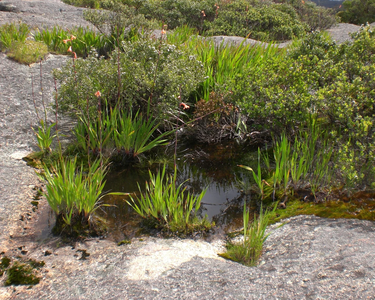 A gnamma (rock pool) on Mount Melville, Albany, Western Australia.
