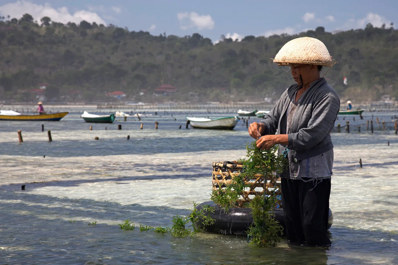 Edible seaweed farming on the small island of Nusa Lembongan, southeast of Bali, in Indonesia. The seaweed is growing on a rope. The bay on the coast is marked out by wooden posts into rectangular plots that are owned by different families. A boat is seen in some of the plots.